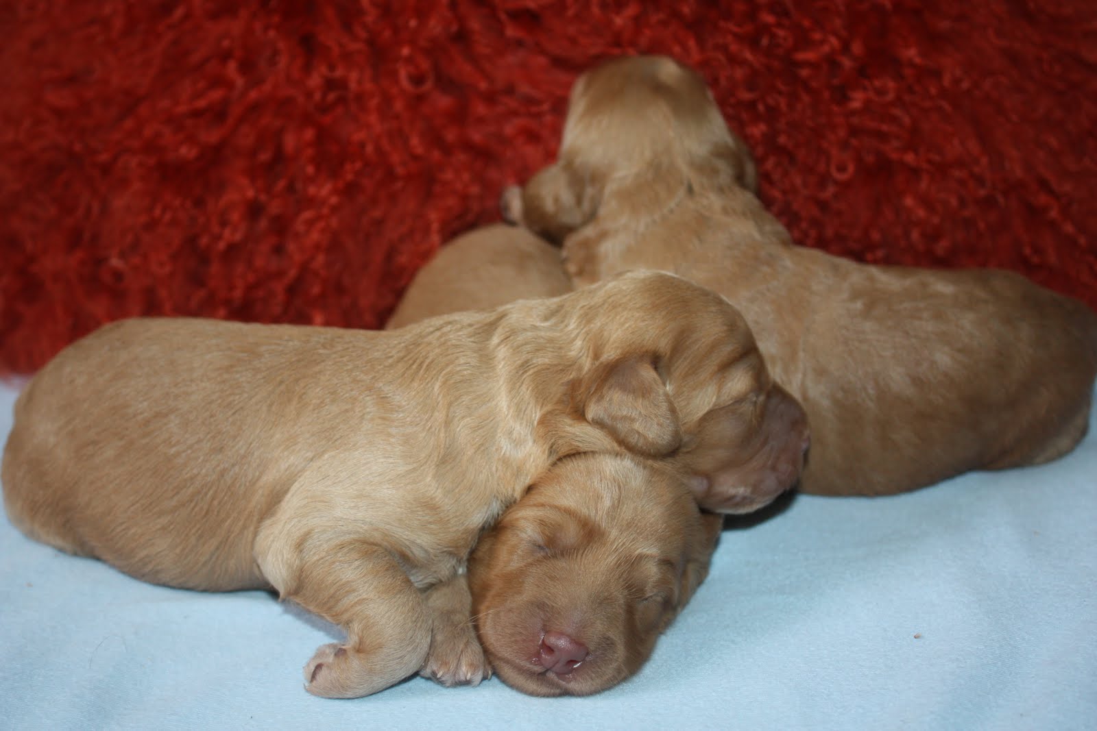 Prairie Doodles at Koocanusa. .DOODLEICIOUS 1 WEEK OLD ABBIE PUPPIES