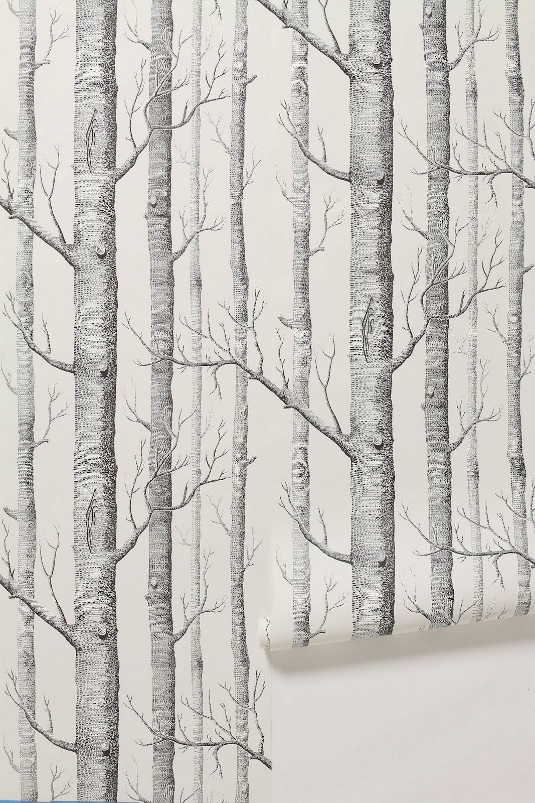 Birch Tree Wall Paper