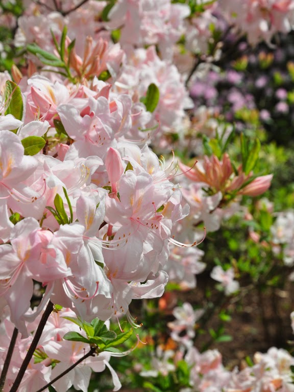 Edible Or Not Azalea Japonica Rosalind