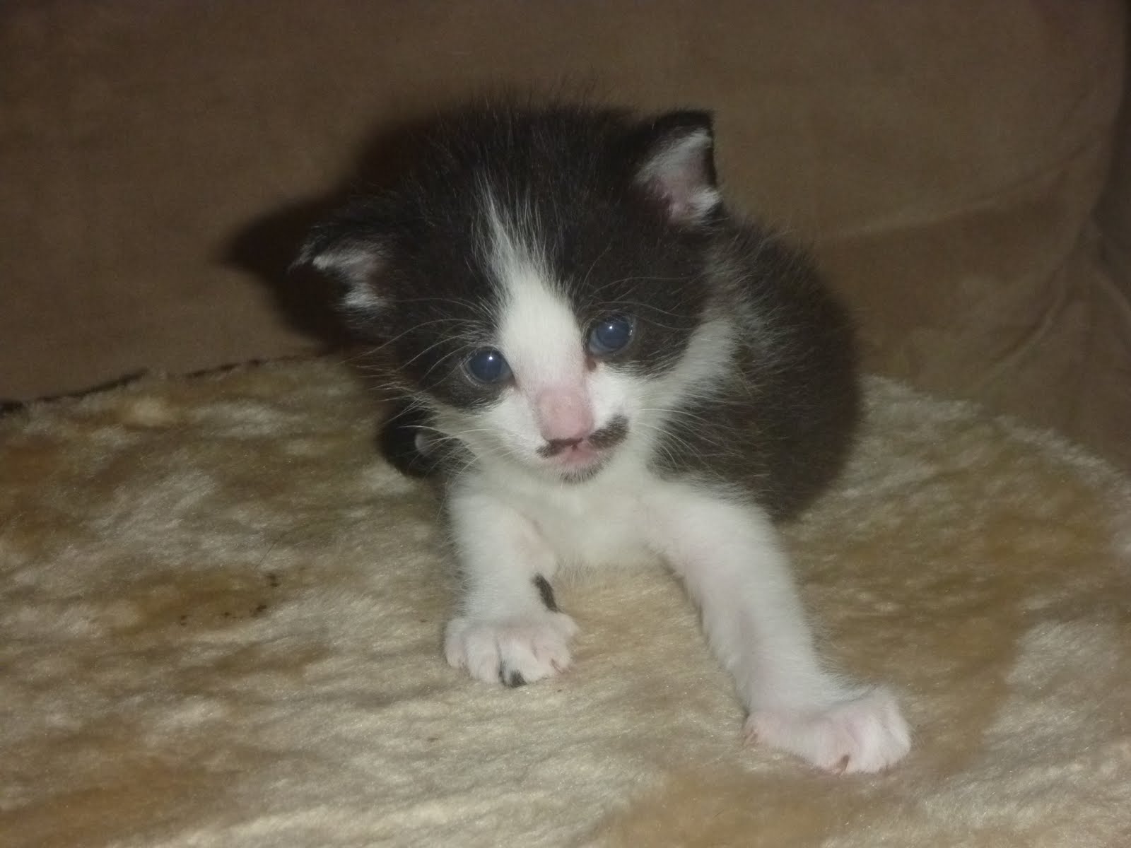 Seven Acre Ranch: Three week old kittens