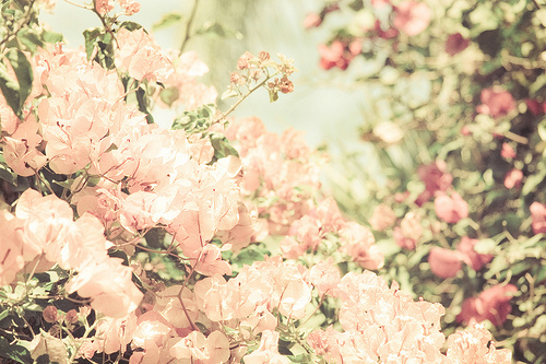 flower tumblr