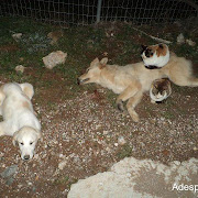 Κερατέα: 1 χρόνος φυλάκισης και 5000 ευρώ πρόστιμο για αυτόν που χτύπησε 2 σκυλιά με το αυτοκίνητό του