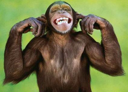 Funny Monkey Face This Funny Monkey Face This