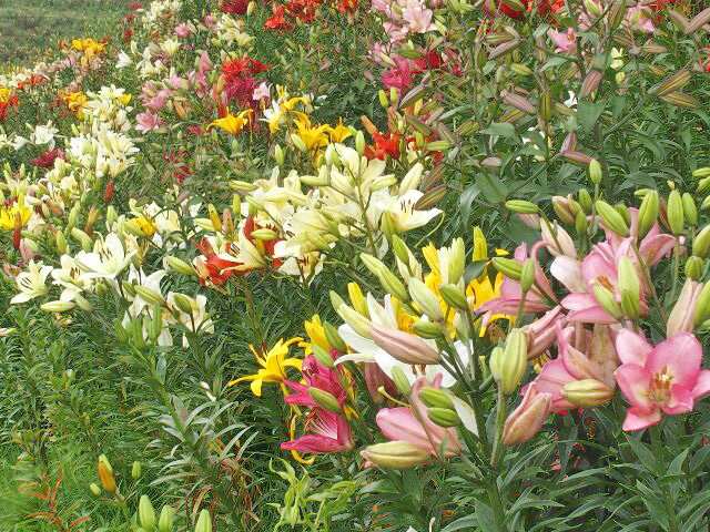 Gottuan S Room びわこ函館山ゆり園