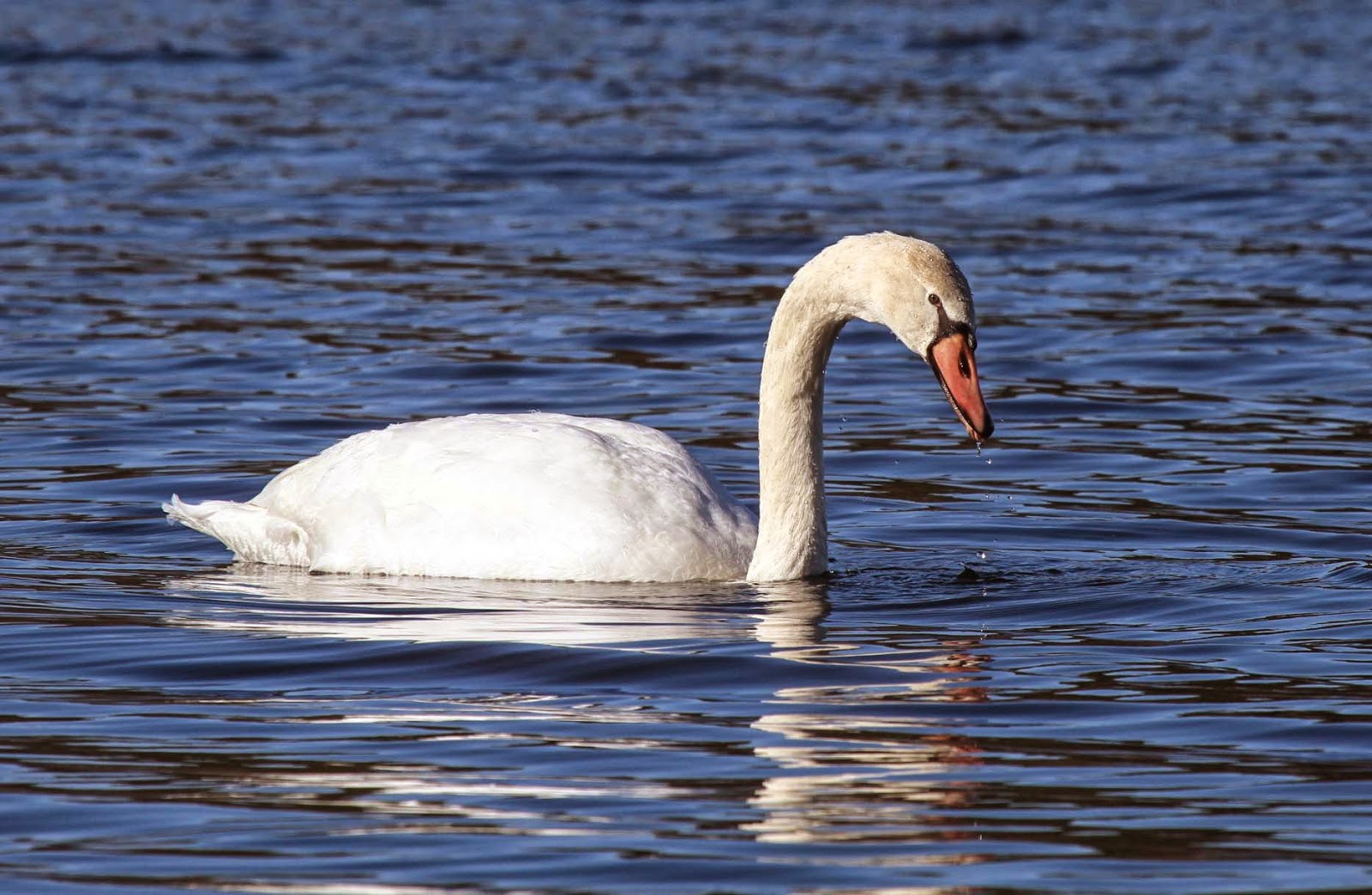 Gale's Photo and Birding Blog Mute Swan