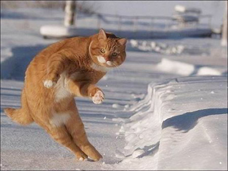funny cat on the snow