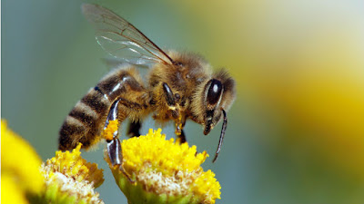 4570book Clipart Ruche Abeille Naturelle In Pack 5853