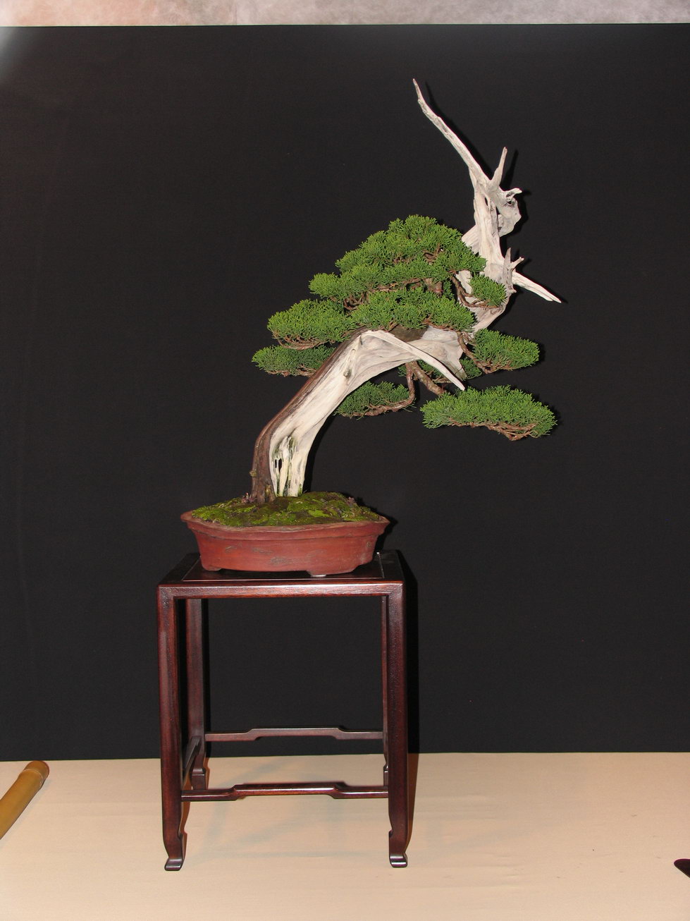 Leaf Brothers Bonsai weekend in Italy, 1 2 October Bonsai