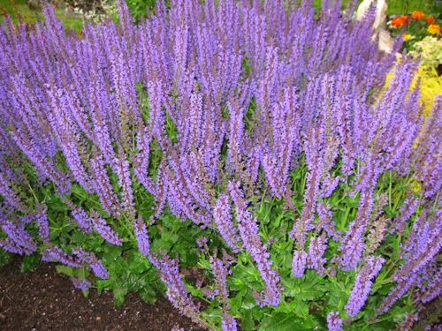guide northeastern gardening