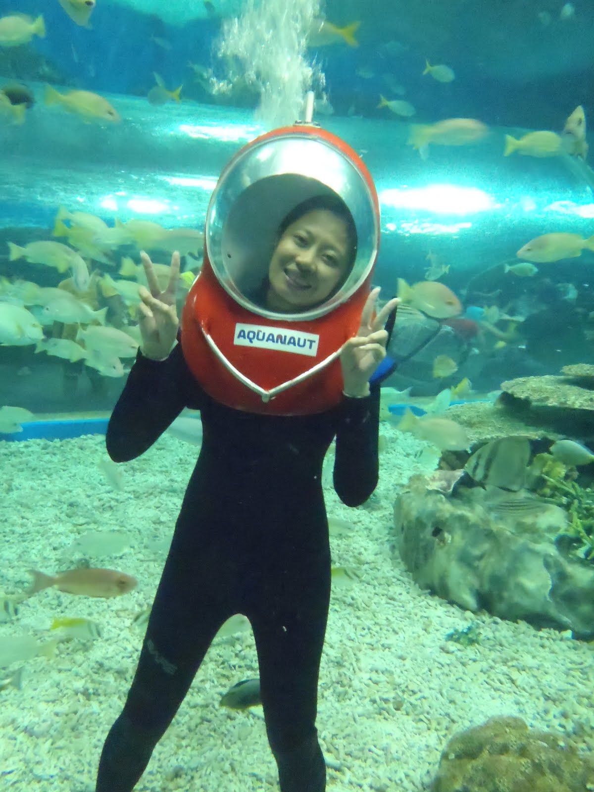iaadamlim Diving at Manila Ocean Park via Aquanaut Voyage A Review