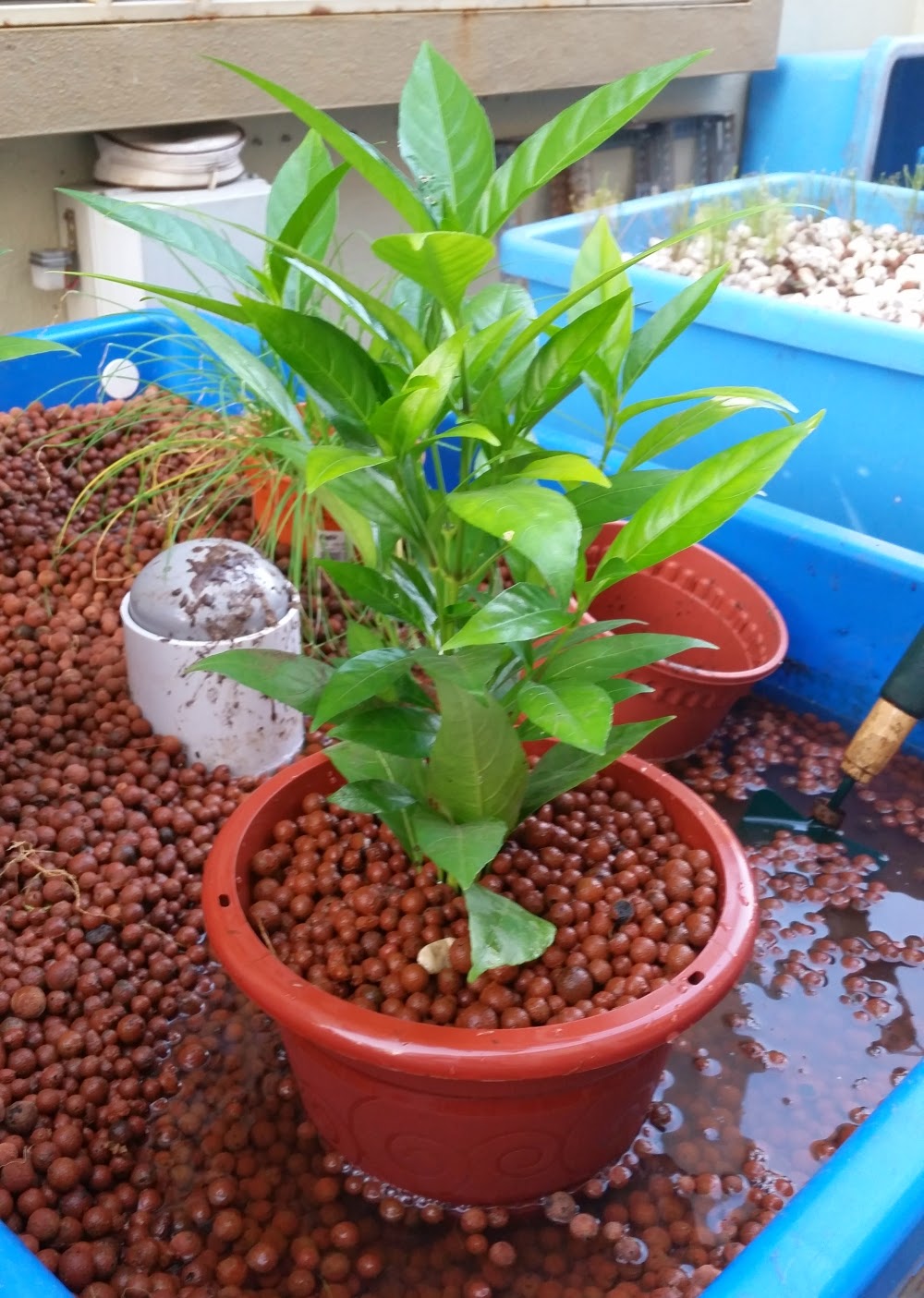Affnan's Aquaponics Pot 2 Pot
