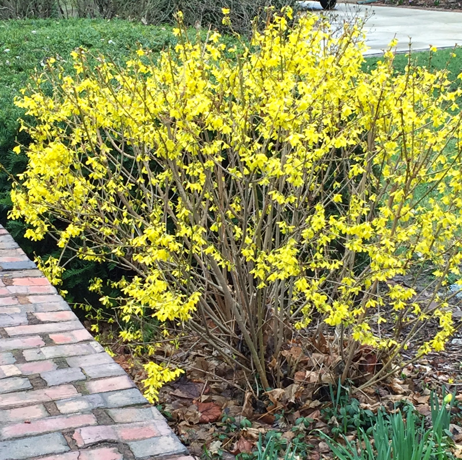 Wcs Trimming The Forsythia