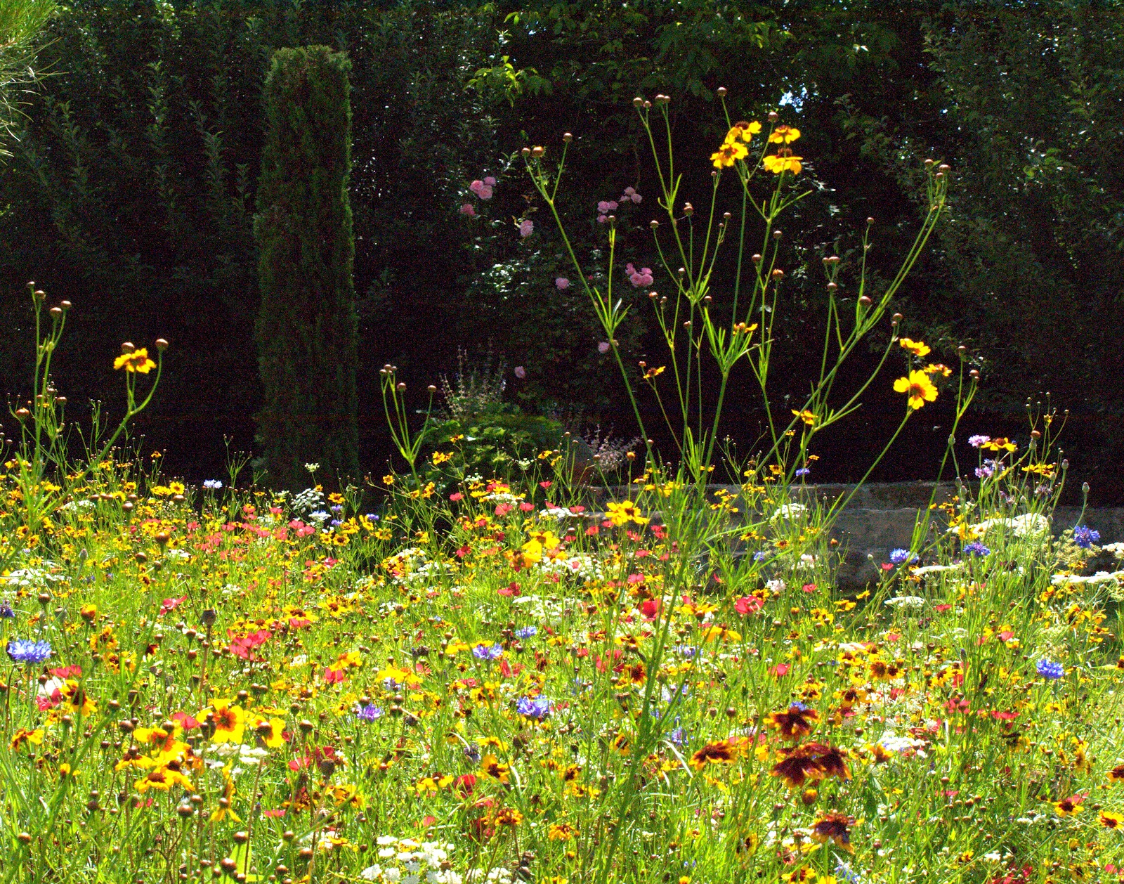 Pictorial Meadow Gold
