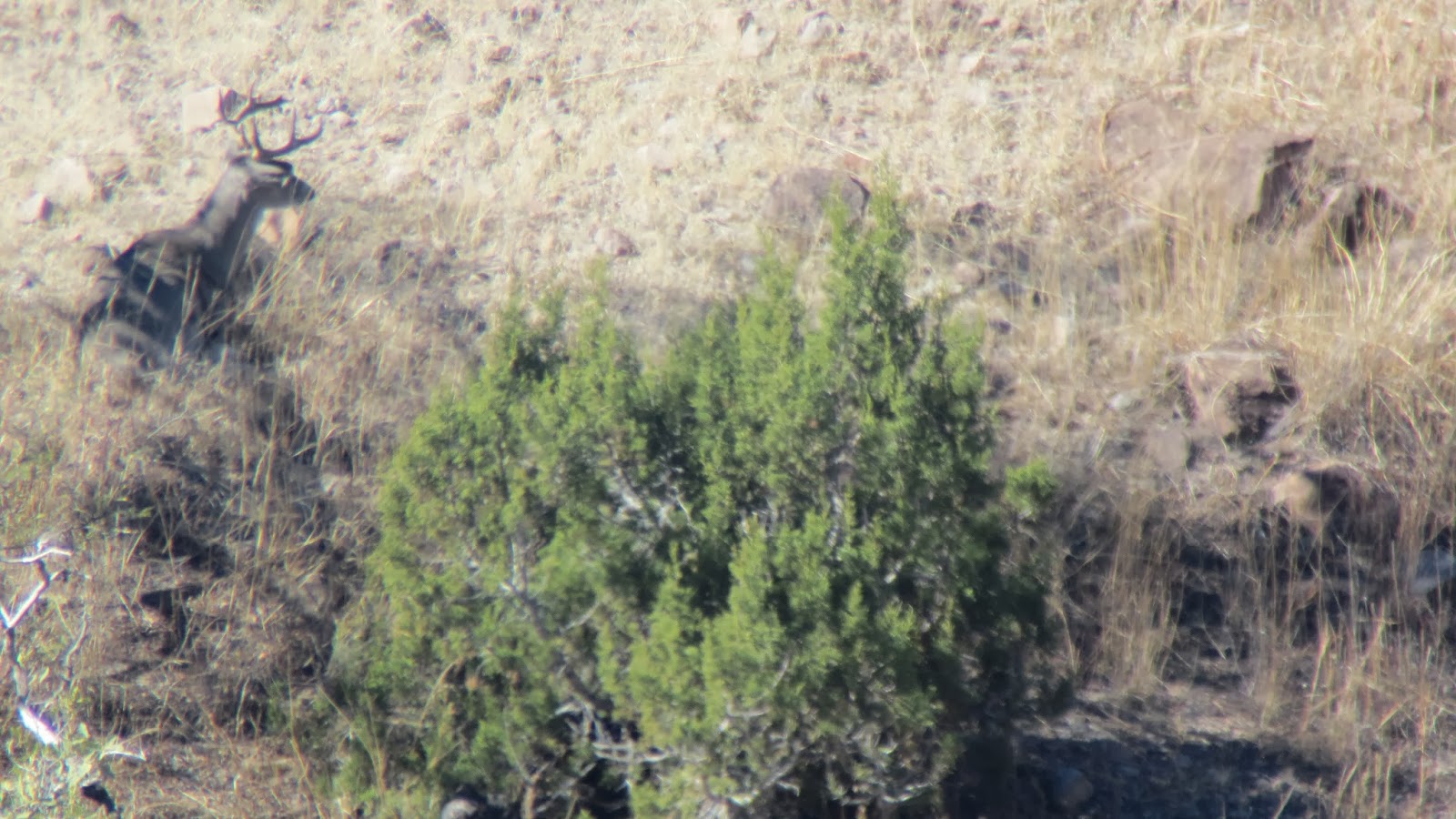 Hunt+Coues+Deer+Photos+with+Brendan+Burns+and+Colburn+and+Scott+Outfitters+7.7.JPG