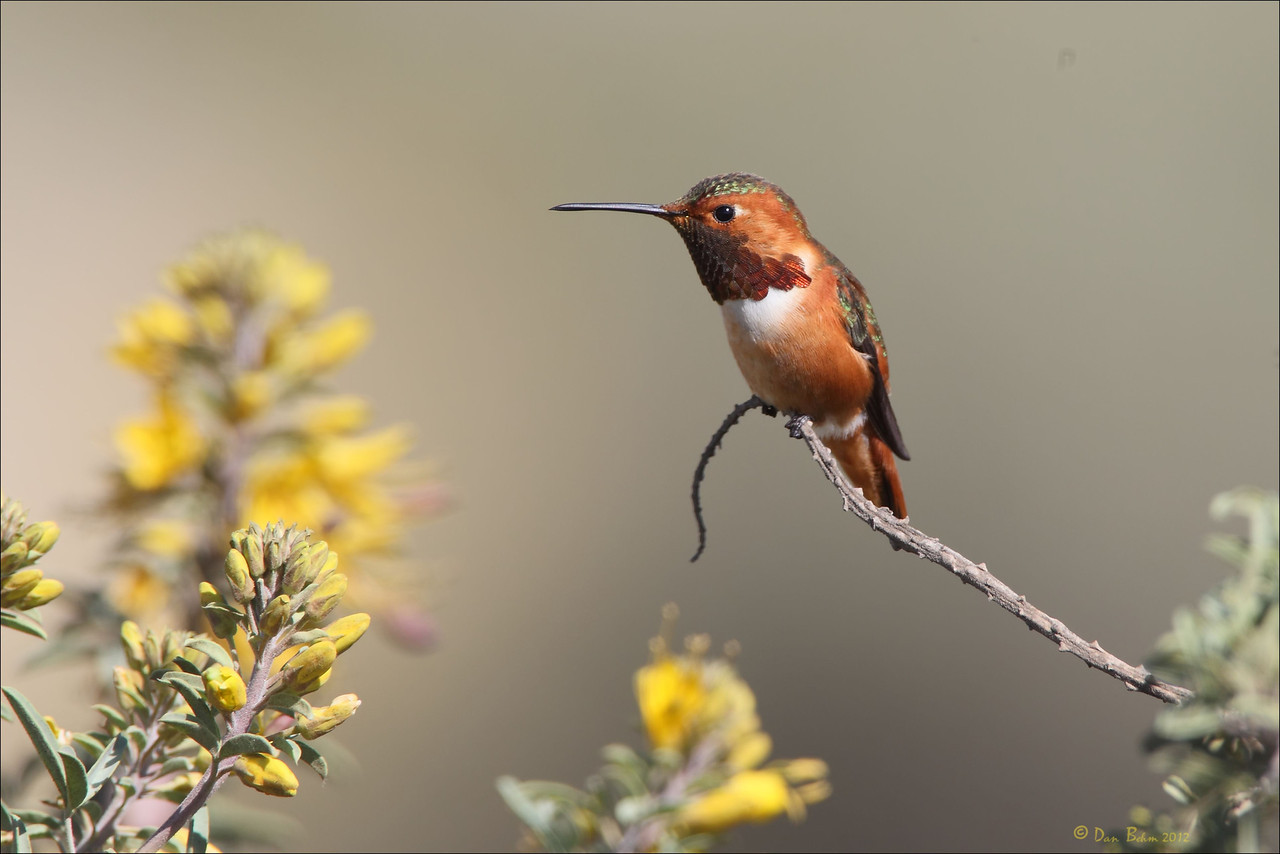 daniel behm photography san diego bird photography daniel behm photography san diego bird photography