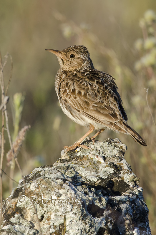 Alondra ricotí; alondra de dupont; Chersophilus duponti; Dupont´Lark. Alondra ricotí; alondra de dupont; Chersophilus duponti; Dupont´Lark.