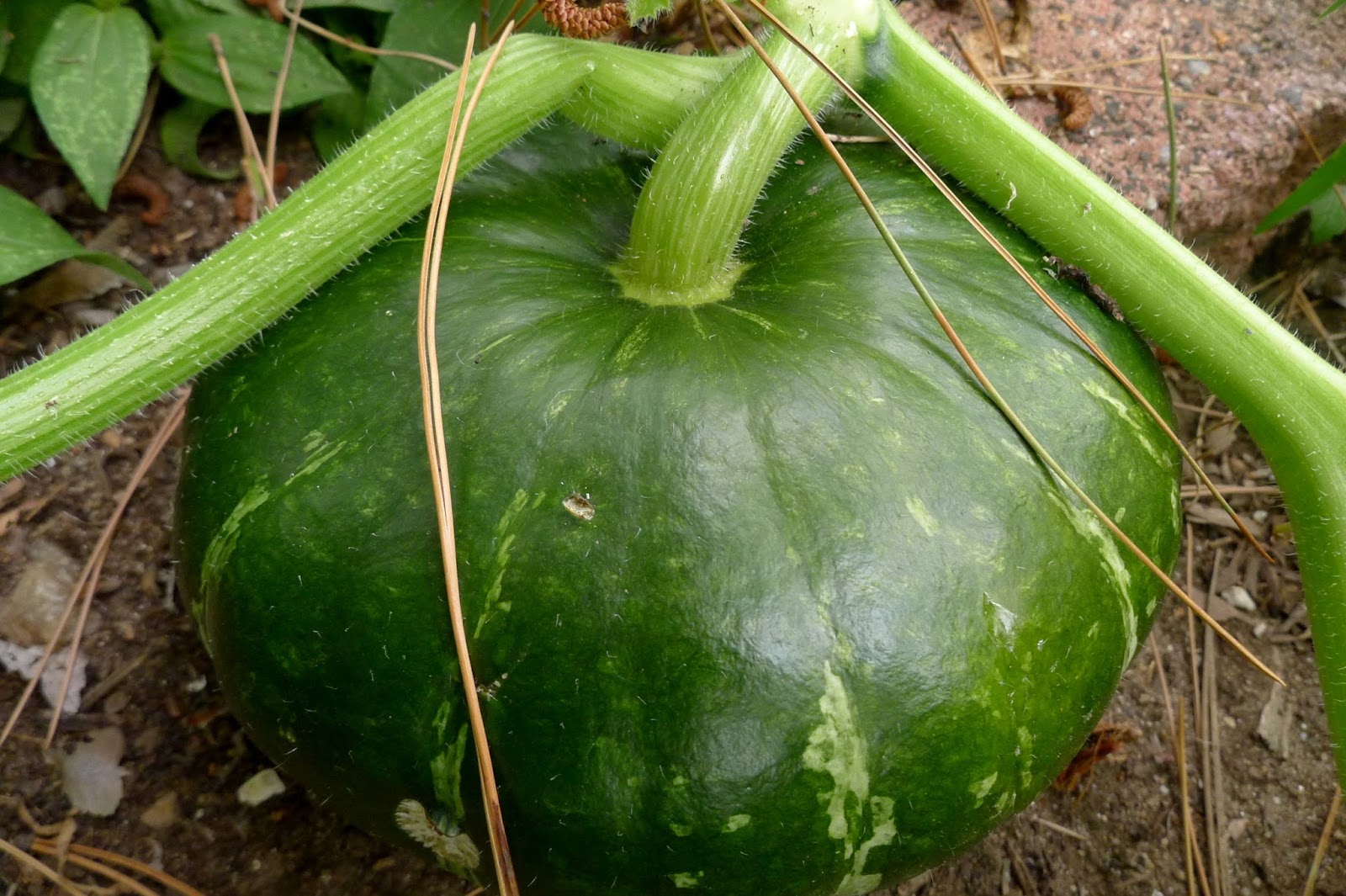 Less Noise, More Green: The comfort of a garden during a time of change