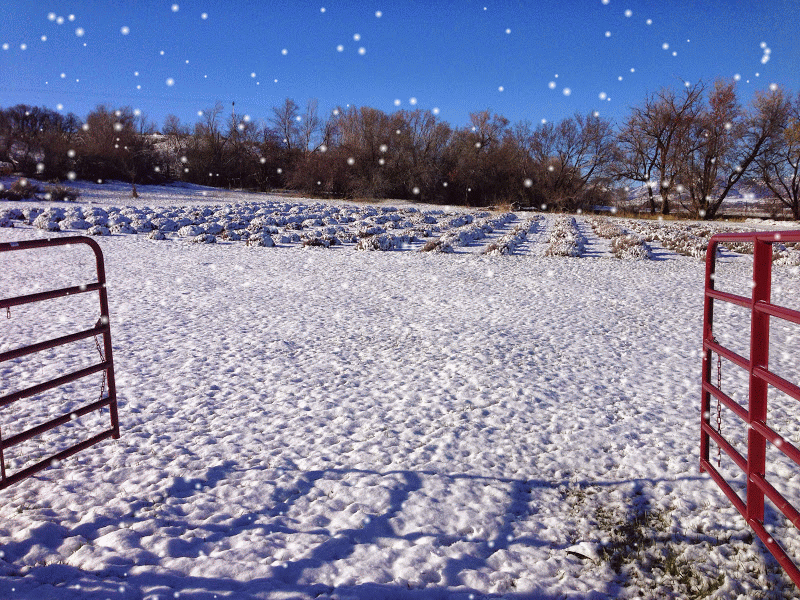Lavender Winter The Lavender Apple