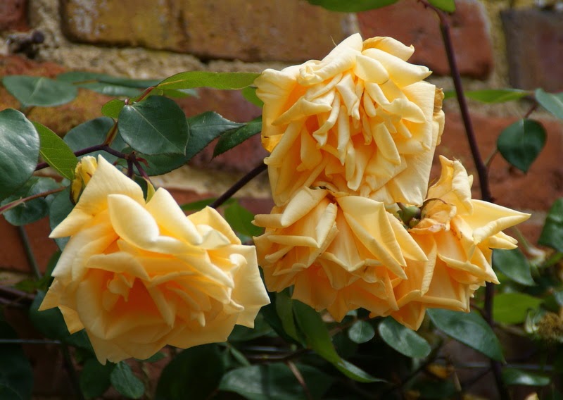 Gardening With Juanita A Special Tour