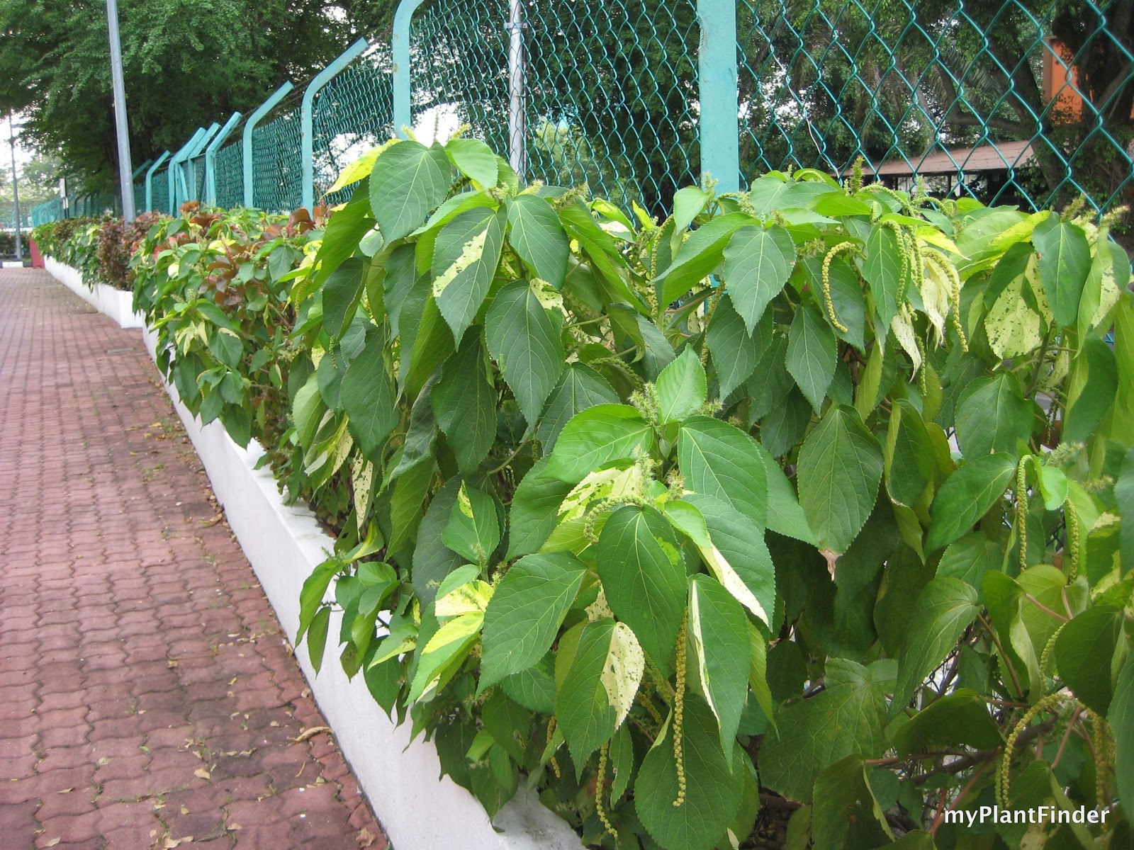 MY PLANT FINDER Plant Guide Acalypha wilkesiana 'Java White'