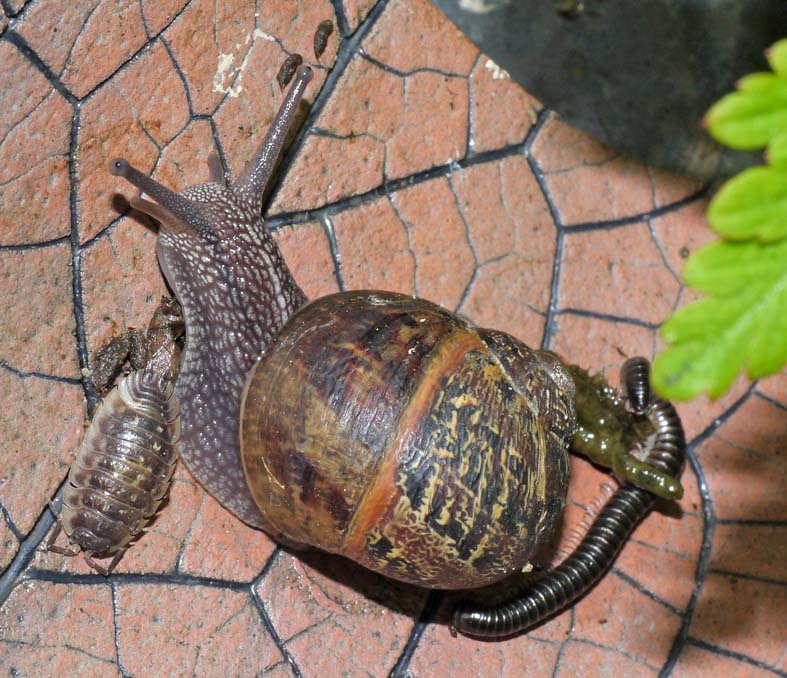 Can Dogs Eat Woodlice