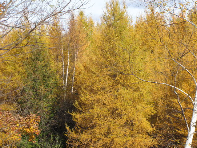 tamarack