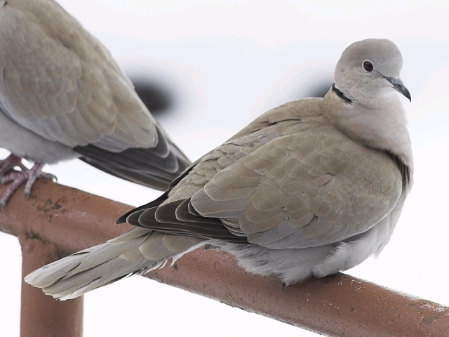 Kaya Güvercini Özellikleri