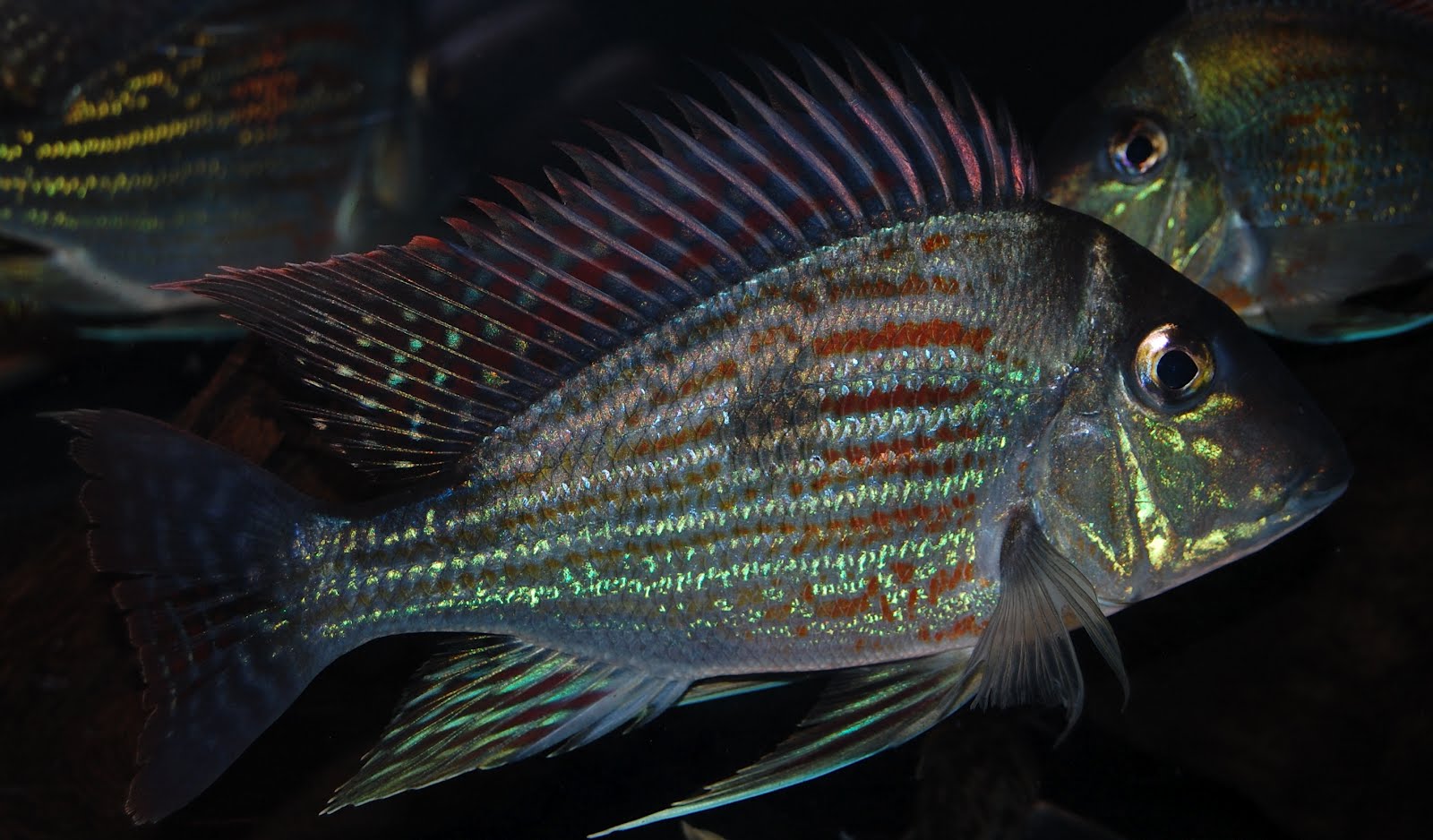 PIER AQUATICS NEW ARRIVALS