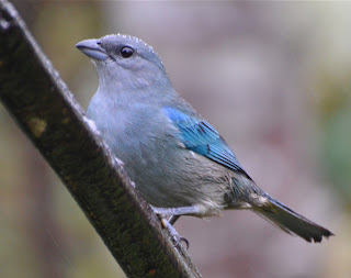 Azure-Shouldered Tanager, Thraupis cyanoptera