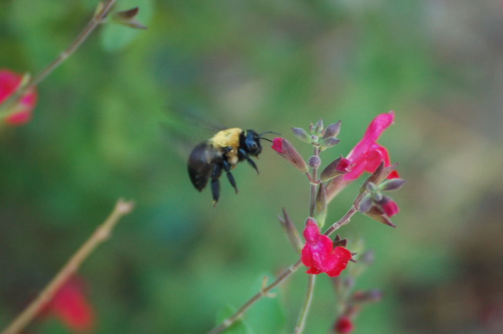 Central Virginia Organic Gardener Best Plants for Pollinators