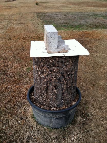 Figs Fort Smith Winterizing Of Figs Around Fort Smith