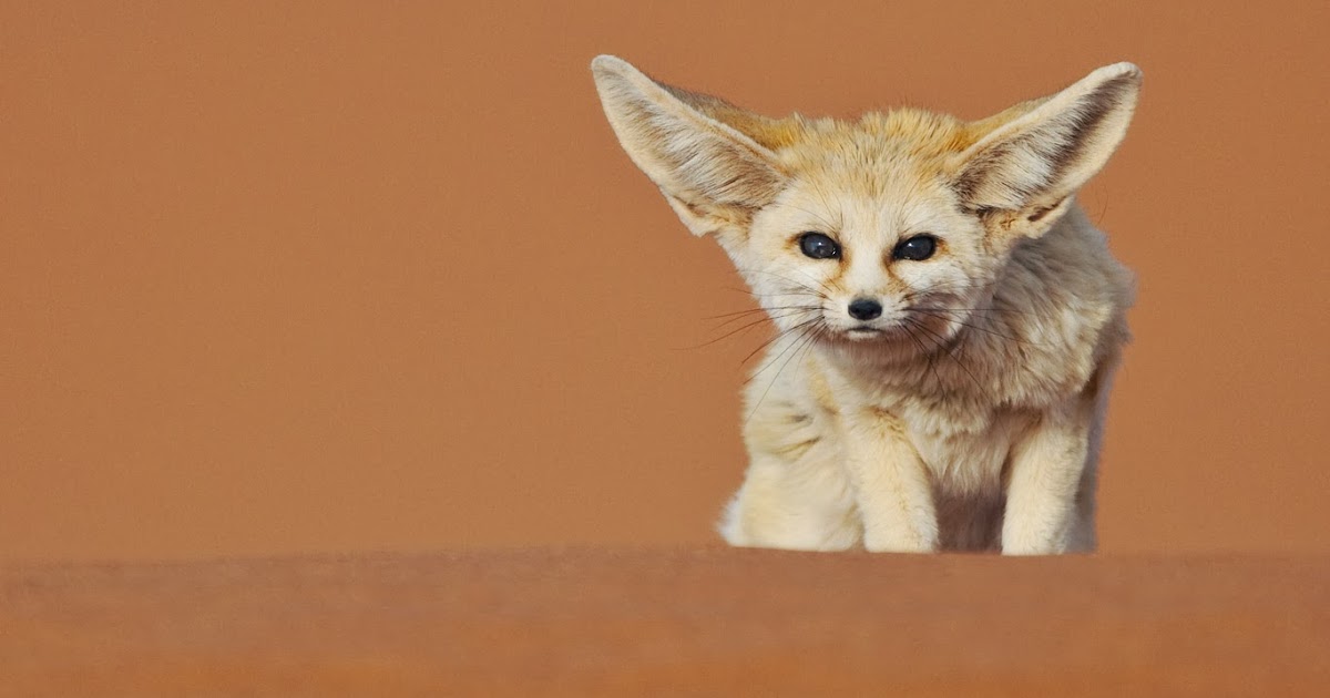 Fennec Fox Wallpaper from Bing ~ Dream Wallpapers