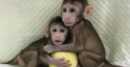 Zhong Zhong and Hua Hua: first primates born using Dolly the sheep cloning method