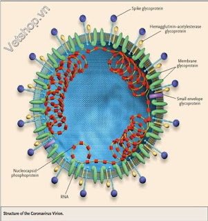 Hình 2: Cấu trúc của Coronavirus