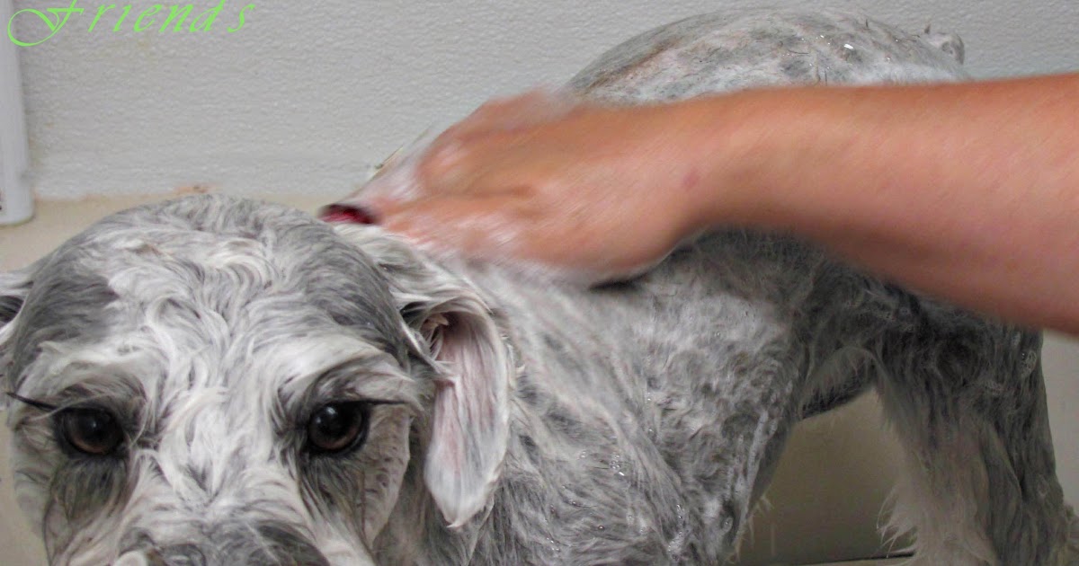 Grooming Your Furry Friend Why Does It Cost So Much To Have My Dog
