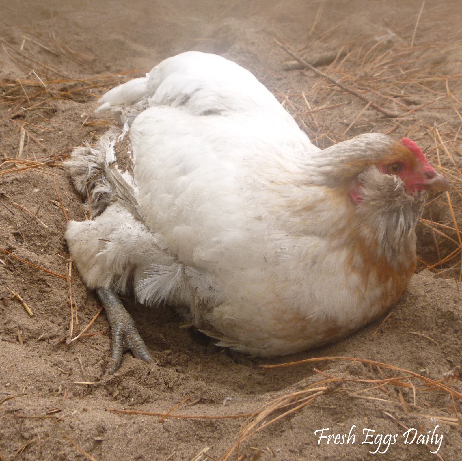 Bathing Beauties Why Dust Baths are So Important for Chickens Fresh Eggs Daily®