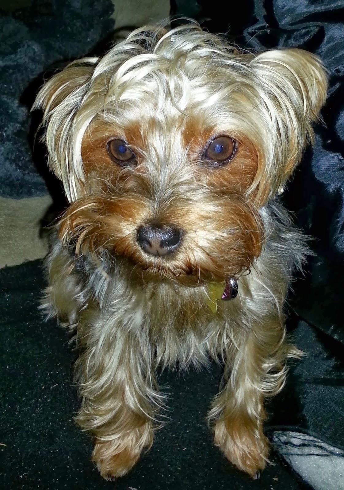 Dolly's Woofington Post___" Winter Yorkie