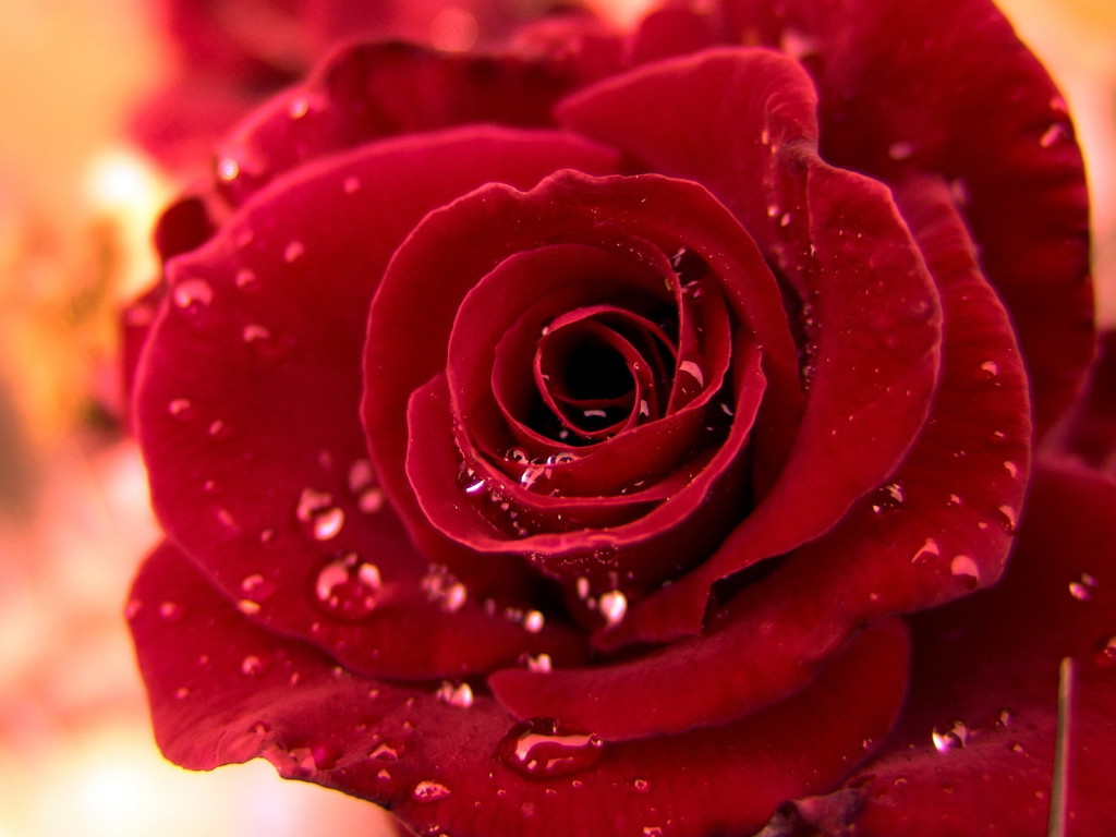 Wallpapers Planet: Red Roses Wallpapers