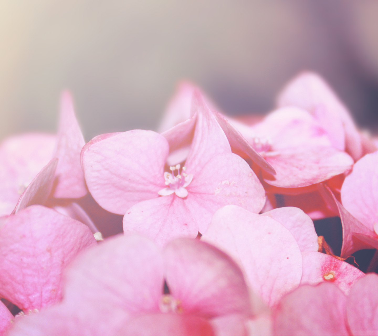 Galaxy S3 Wallpaper - Pink Flower - HD Wallpapers - 9to5Wallpapers