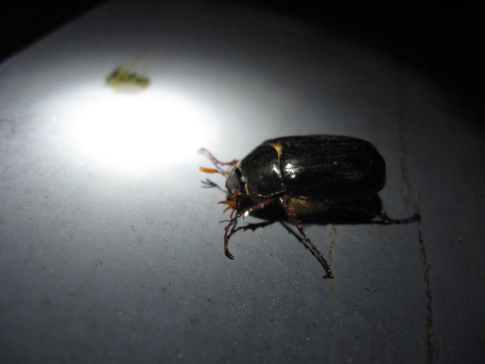 Normal Biology: May 2011