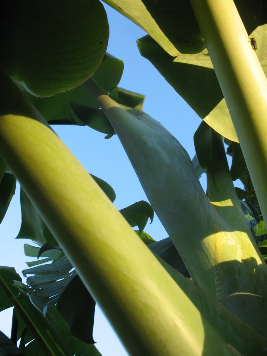 Poetry Scores In search of the seeds of "Banana Stalks"