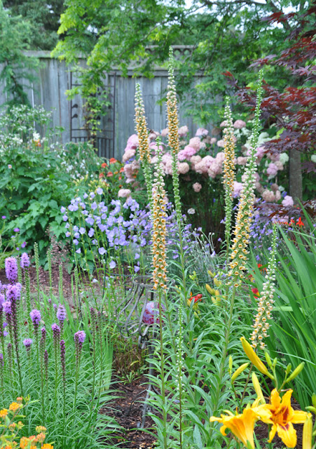 Proven Winners Colorchoice Plant Of The Week March 2018