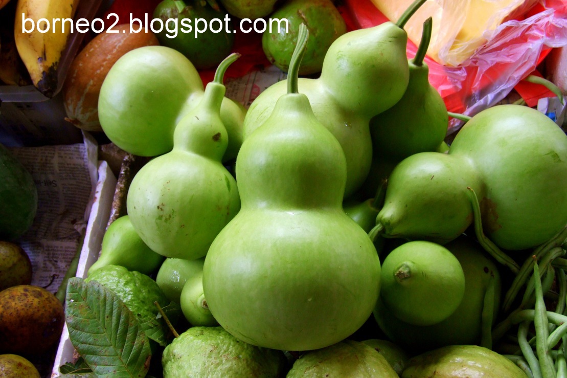 Bottle Gourd