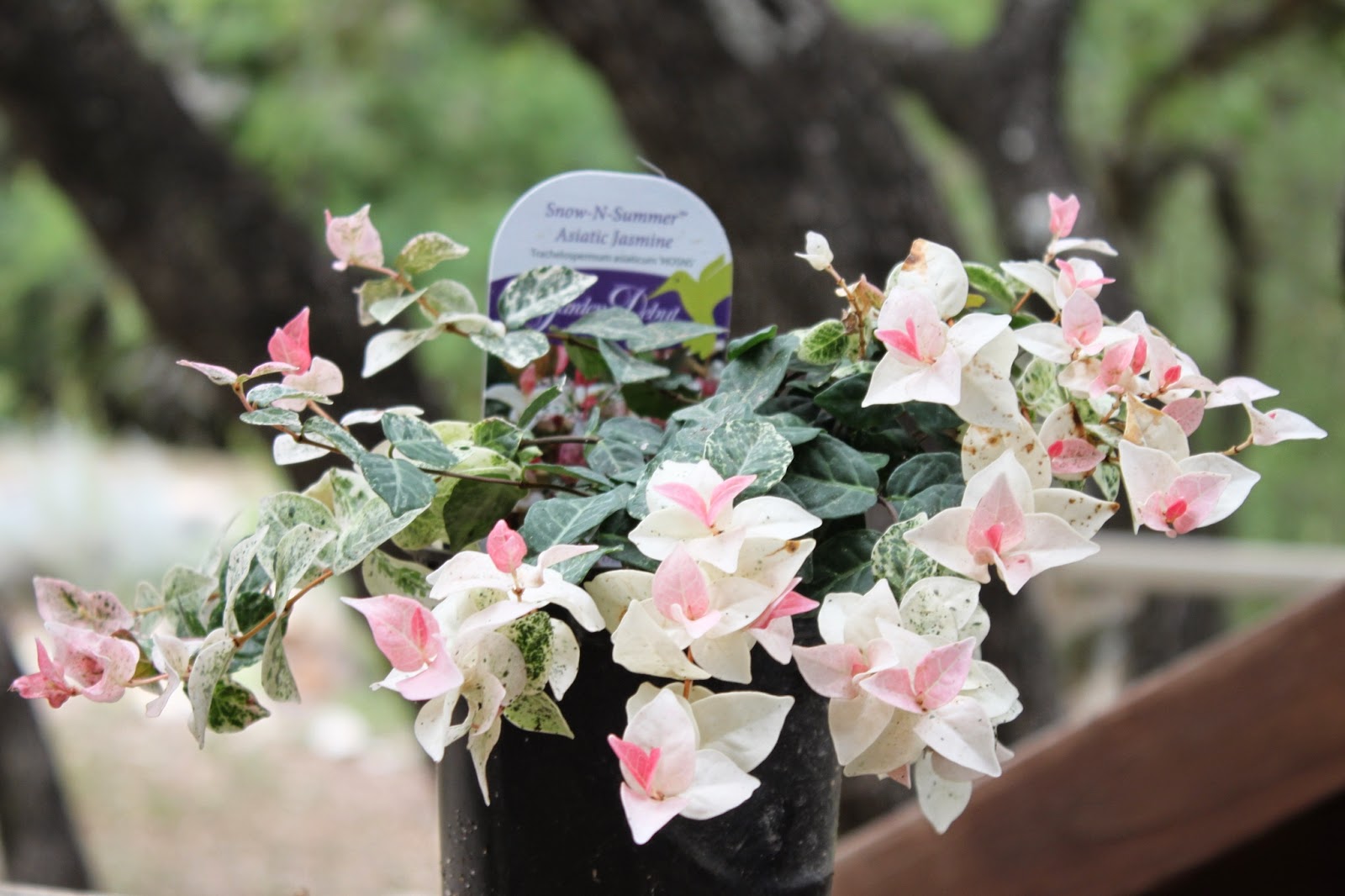 Rock Oak Deer My Favorite New Plant In The Garden This Week Asiatic Jasmine