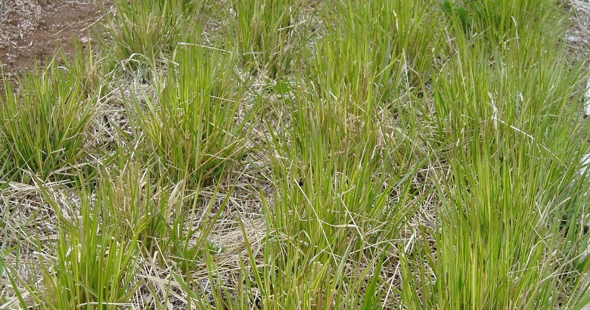 Lovegrass Farm Cutting Back Ornamental Grasses