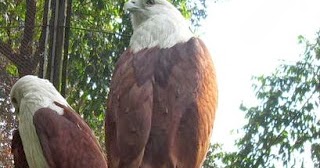 Amel Blog Maskot Flora Dan Fauna Dki Jakarta Burung Elang Bondol Salak Condet