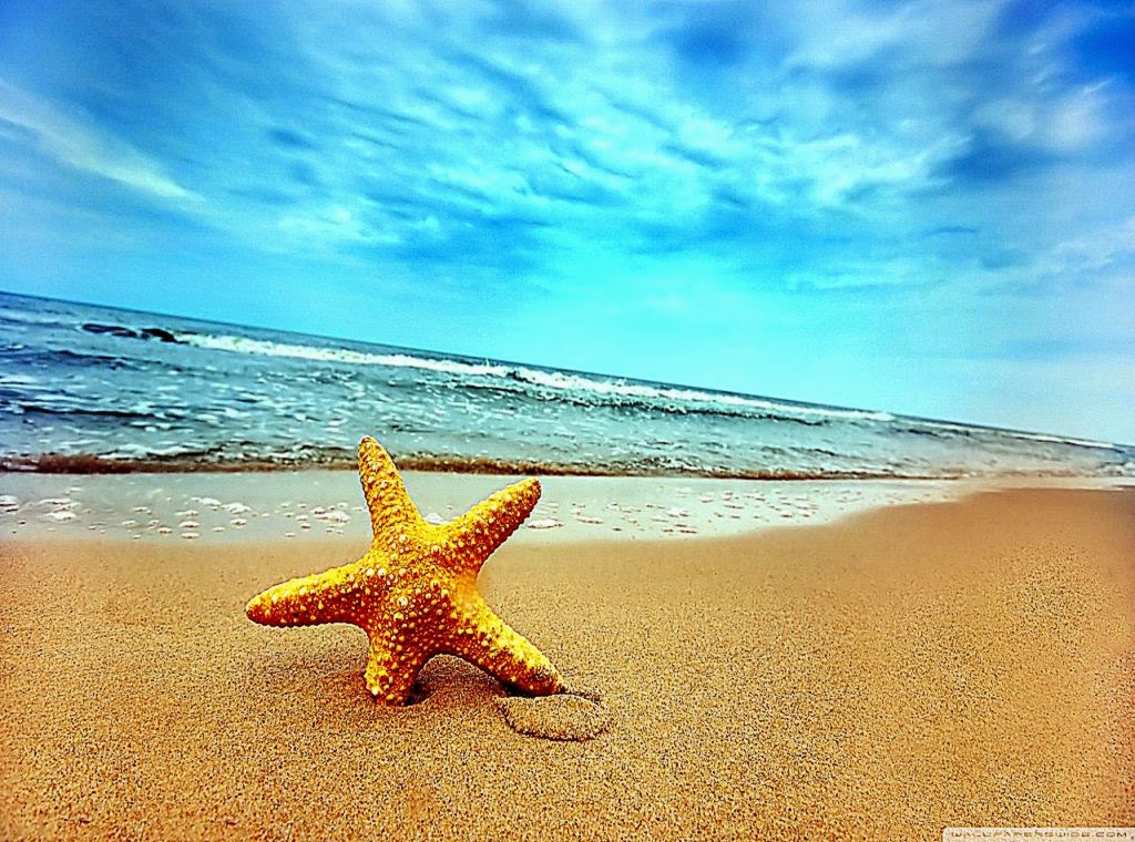 Starfish On The Beach HD desktop wallpaper High Definition Starfish On The Beach HD desktop wallpaper High Definition