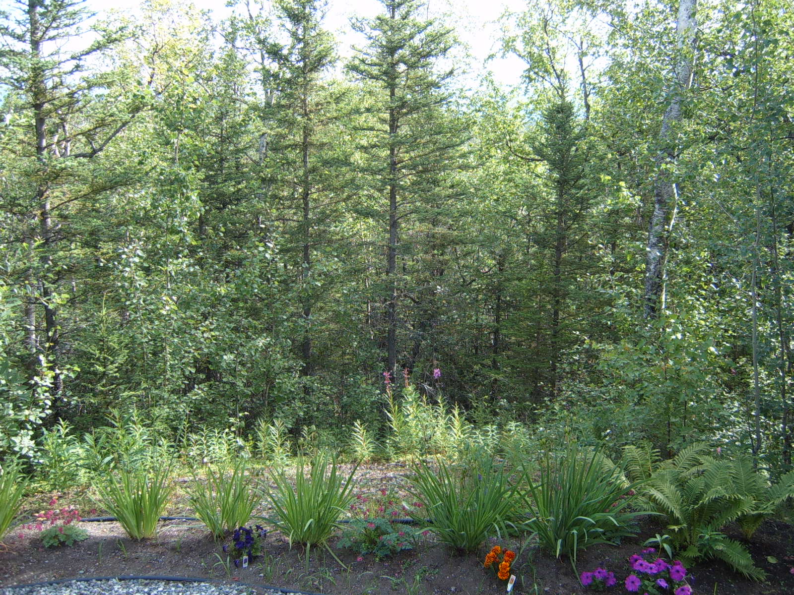 House For Sale MatSu Valley Alaska