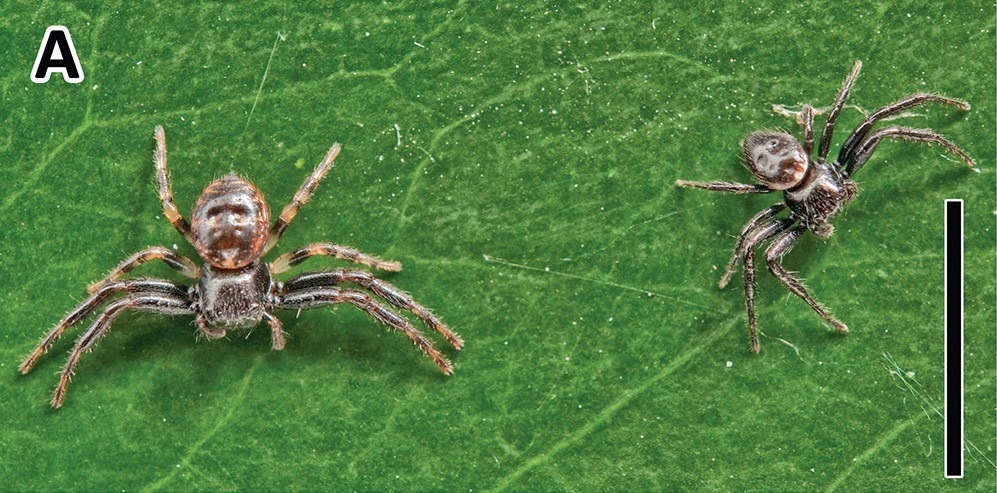 Sciency Thoughts The Subsocial Lifestyle Of An Australian Crab Spider