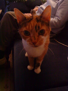 Kater Jackys Blog Mai 2012